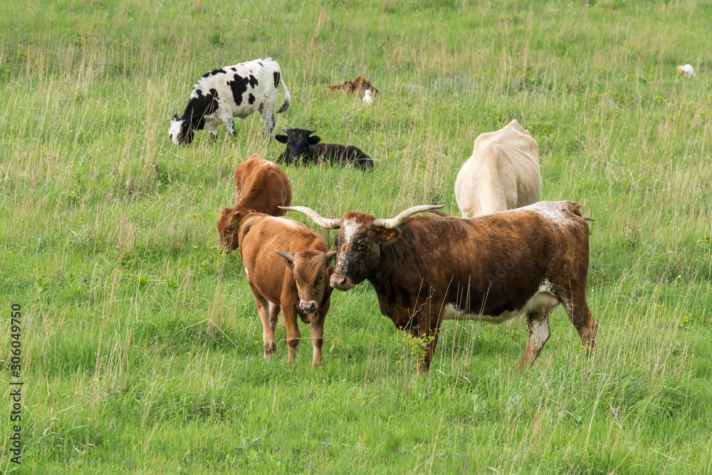 Texas Longhorn Cattle