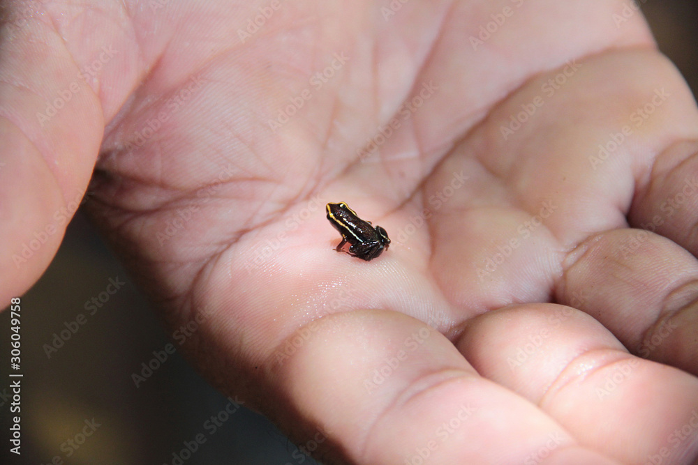 Monte Iberia eleuth frog (Eleutherodactylus iberia), the smallest frog in the world (8 to 10 mm), endemic to eastern Cuba, in Alejandro de Humboldt National Park, near Baracoa, Cuba