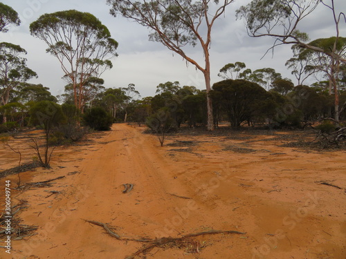 4wd drive track through woodlands