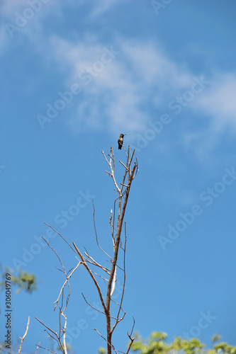 A Zunzuncito or Bee Hummingbird, the smallest bird in the world (5-6 cm long), stands on a tree in Alejandro Humboldt National Park, near Baracoa, Cuba. photo