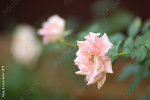 pink rose flower