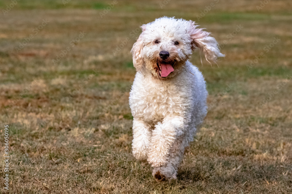 Miniature Goldendoodle running in the park Miniature Goldendoodle running in the park
