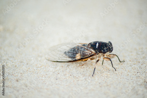 March fly on sand Australia  © MK3 Design