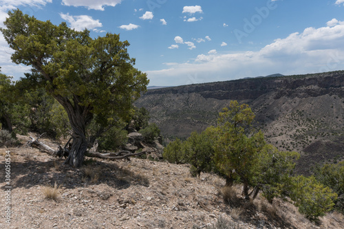 Rocky Mountain Juniper trees in New Mexico. photo