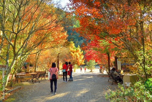 Maple Leaf is Autumn background with red & yellow leaves.(Wuling Farm in Taichung,Taiwan)