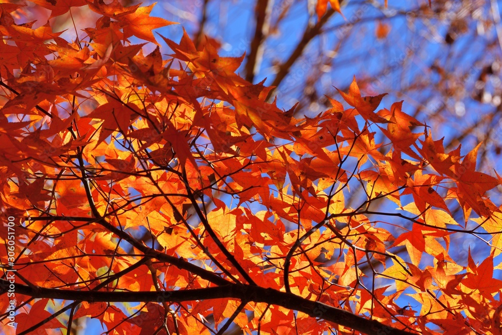 Maple Leaf is Autumn background with red & yellow leaves.(Wuling Farm in Taichung,Taiwan) Maple Leaf is Autumn background with red & yellow leaves.(Wuling Farm in Taichung,Taiwan)