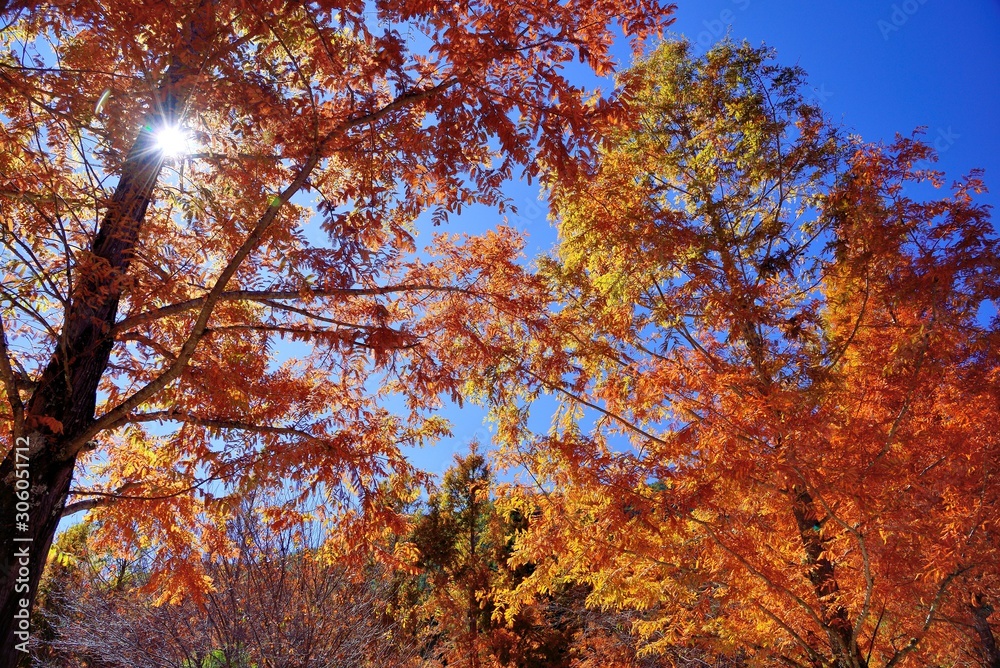 Maple Leaf is Autumn background with red & yellow leaves.(Wuling Farm in Taichung,Taiwan) Maple Leaf is Autumn background with red & yellow leaves.(Wuling Farm in Taichung,Taiwan)