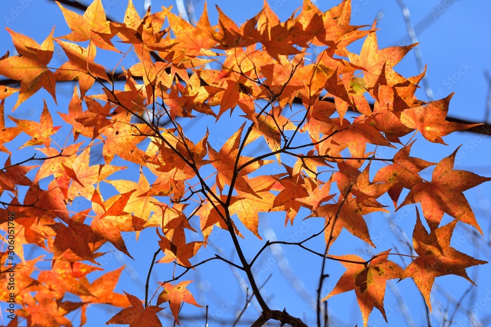 Maple Leaf is Autumn background with red & yellow leaves.(Wuling Farm in Taichung,Taiwan) Maple Leaf is Autumn background with red & yellow leaves.(Wuling Farm in Taichung,Taiwan)