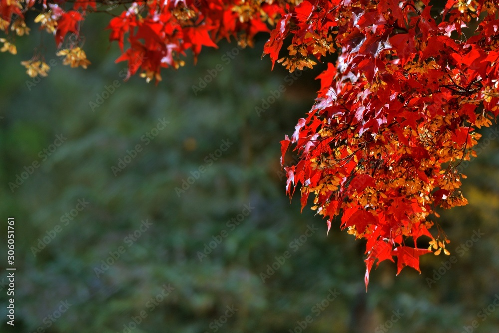 Maple Leaf is Autumn background with red & yellow leaves.(Wuling Farm in Taichung,Taiwan) Maple Leaf is Autumn background with red & yellow leaves.(Wuling Farm in Taichung,Taiwan)