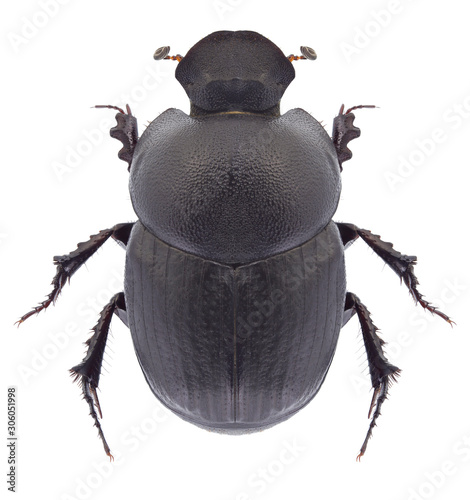 Beetle Onthophagus amyntas on a white background © als