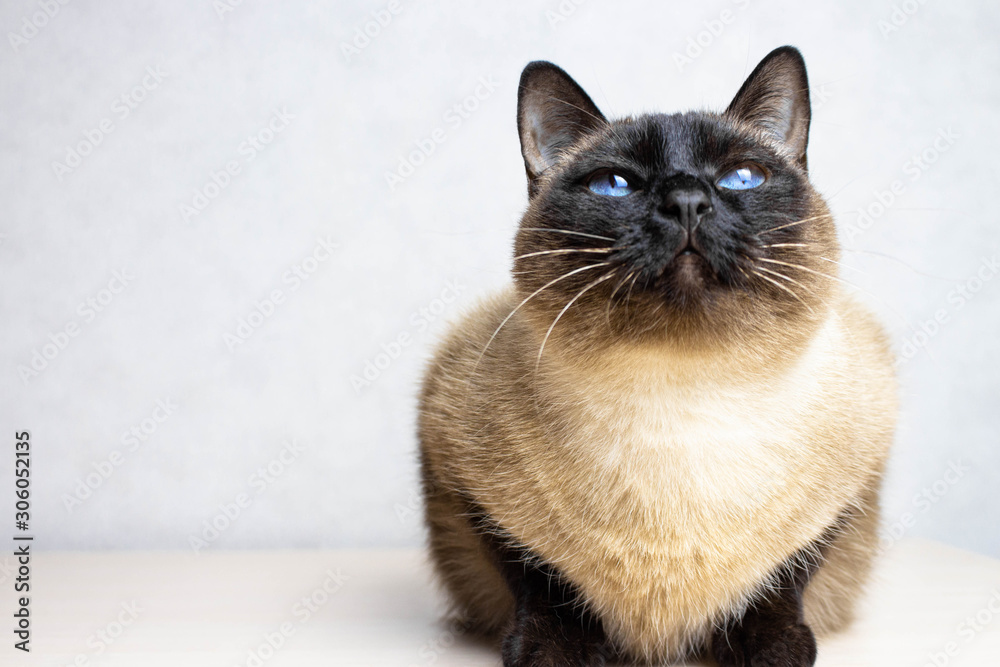 Siamese cat looking up on the white background, blue eyes