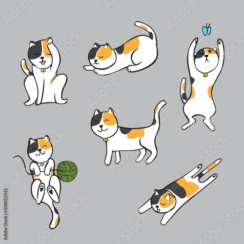 Three color cat in many actions.