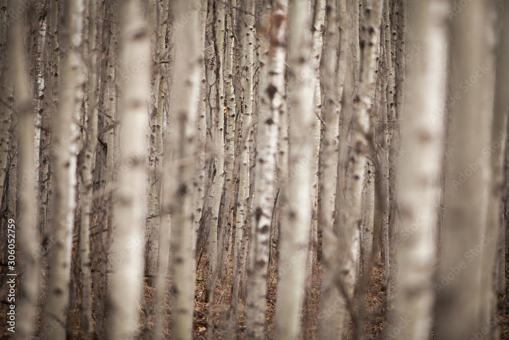 Obraz premium Canada