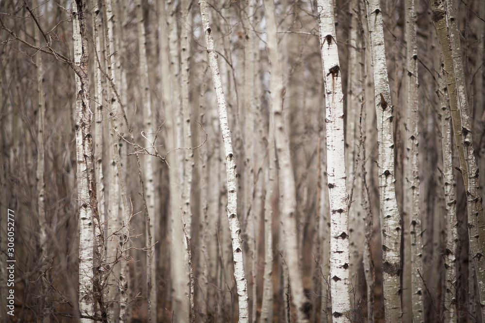 Obraz premium Canada