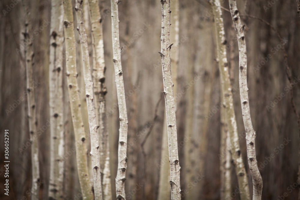 Obraz premium Canada