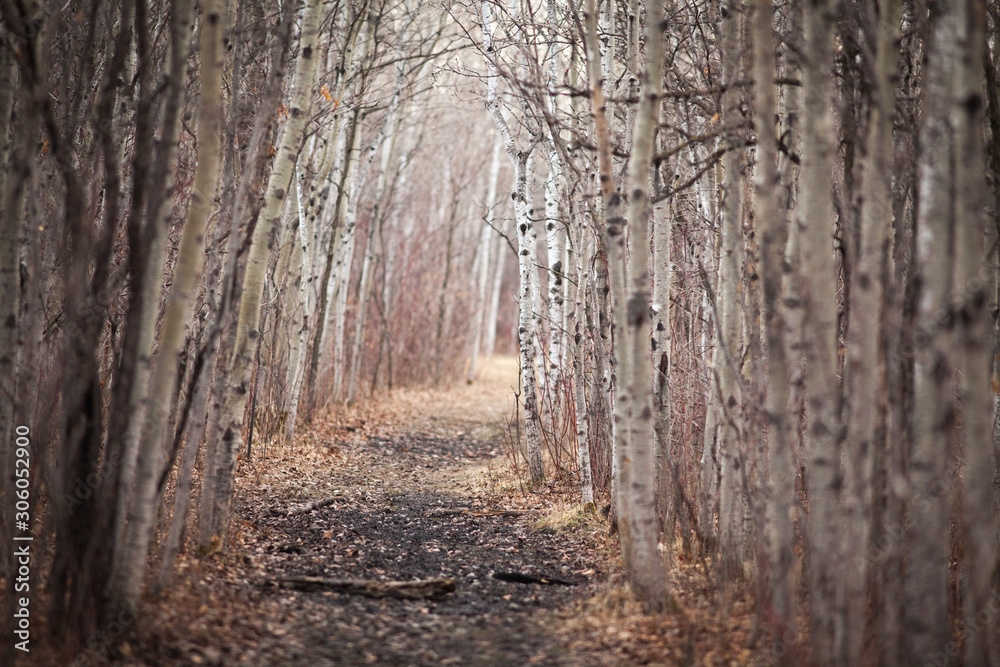 Fototapeta premium Canada