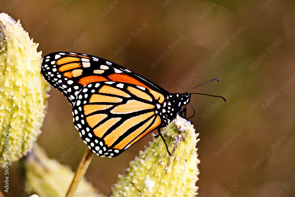 Fototapeta premium Monarch Butterfly