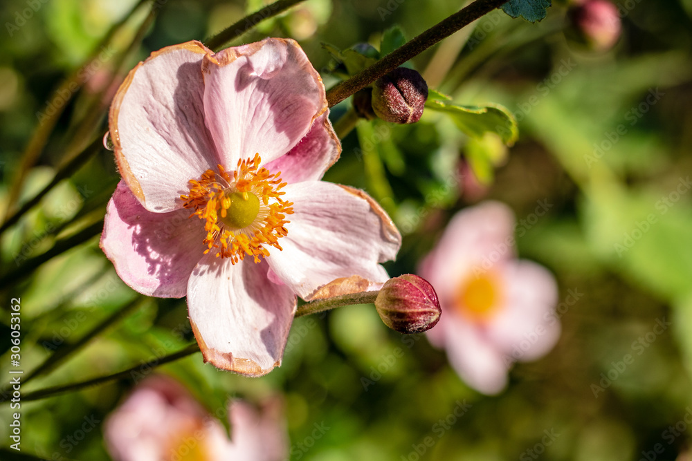 Obraz premium blossom in spring