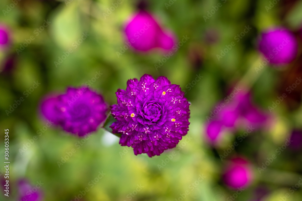 Fototapeta premium purple flower in the garden