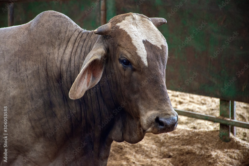 Toro de Carne en Subasta