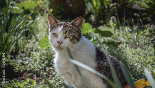 cat in garden © Dimitar