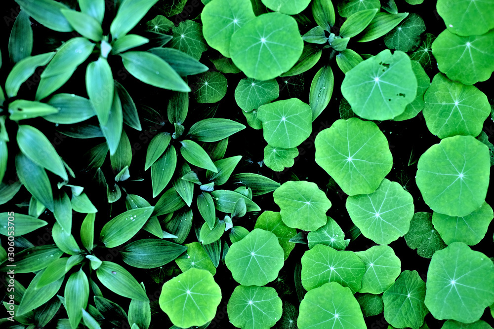 Lush green leaves flat lay top view, species nasturtium (Tropaeolum) and wild lilies (Lilium). Lush green leaves flat lay top view, species nasturtium (Tropaeolum) and wild lilies (Lilium).