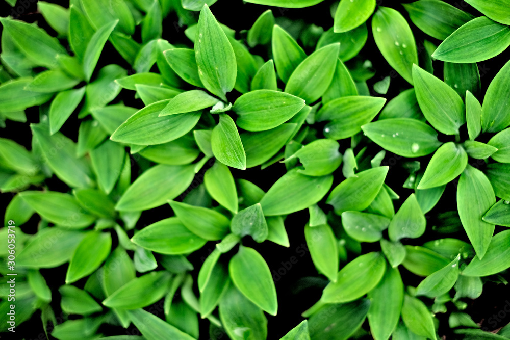 Lush green lily (Lilium) leaves, flat lay top view.