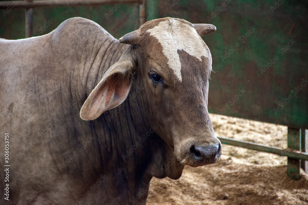 Toro de Carne de Subasta