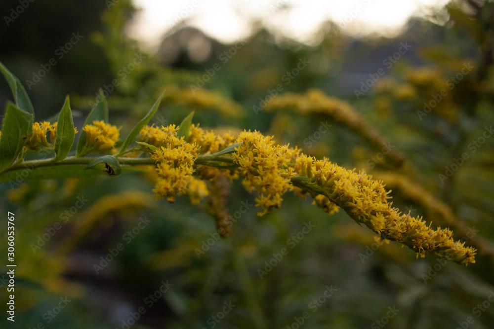 Yellow Flower in the felid Yellow Flower in the felid