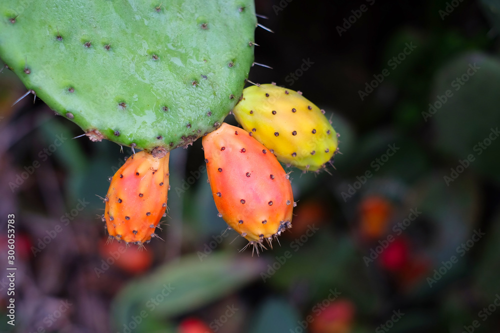 Three opuntia fruits and on dark background, edible cactus species. Three opuntia fruits and on dark background, edible cactus species.