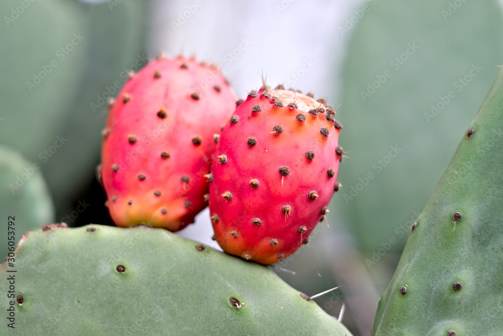 Two red ripe prickly pears (Opuntia). Two red ripe prickly pears (Opuntia).