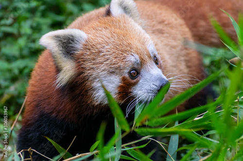 rare red panda in the forest