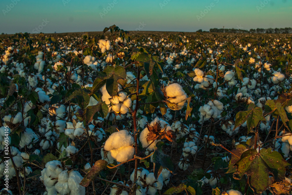 Cotton Field at Sunset