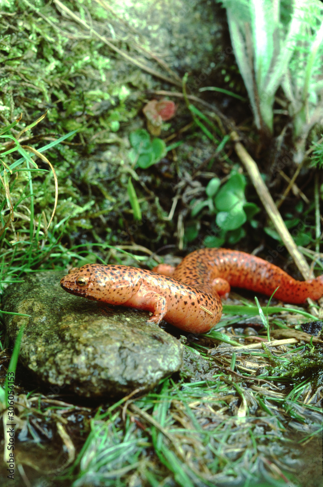 Black-Chinned Red Salamander (Pseudotriton Ruber Schencki) Black-Chinned Red Salamander (Pseudotriton Ruber Schencki)