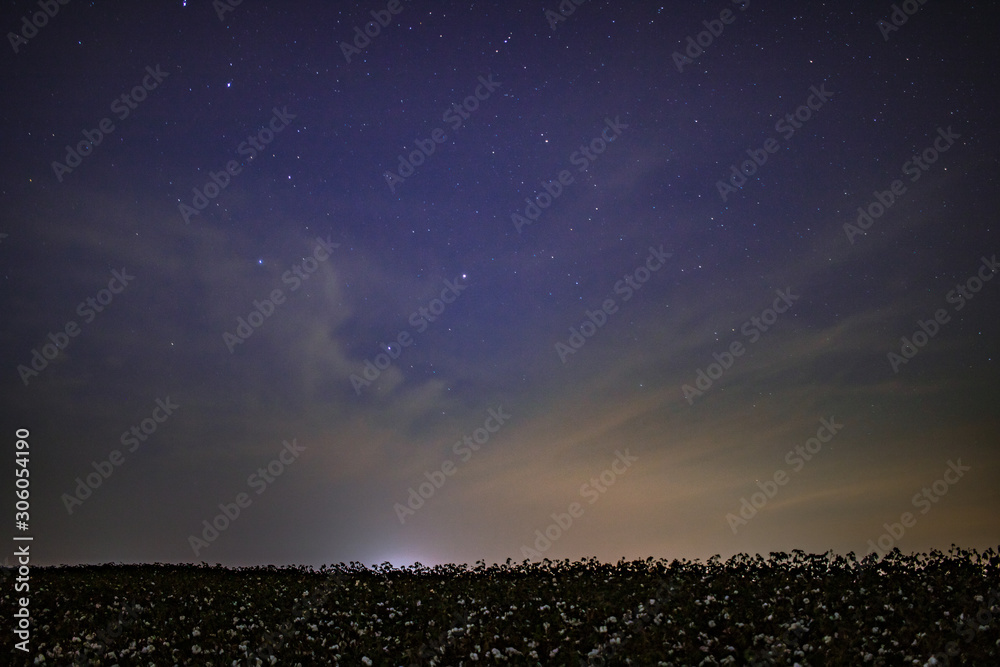 Cotton Field at Sunset