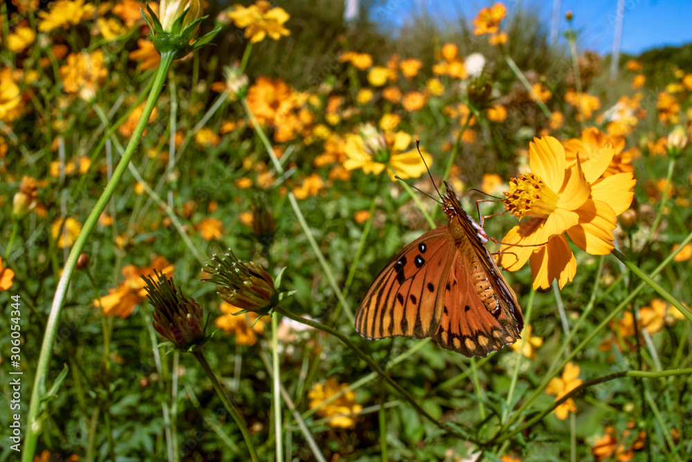 Butterfly in the Garden Butterfly in the Garden
