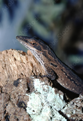 Carolina Anole (Anolis Carolinensis)