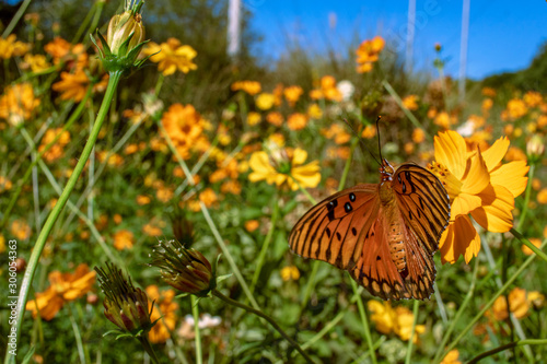 Orange Butterfly in the Garden