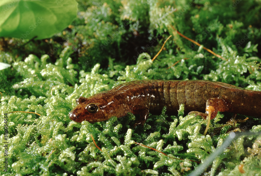 Dusky Salamander (Desmognathus Fuscus)