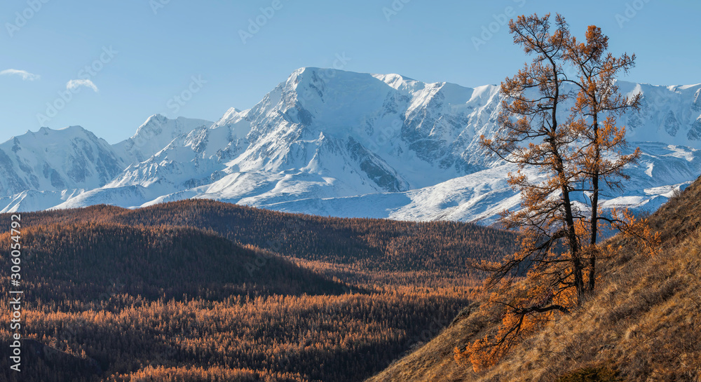 Autumn view. Mountain taiga and snow-capped peaks. Sunny morning.