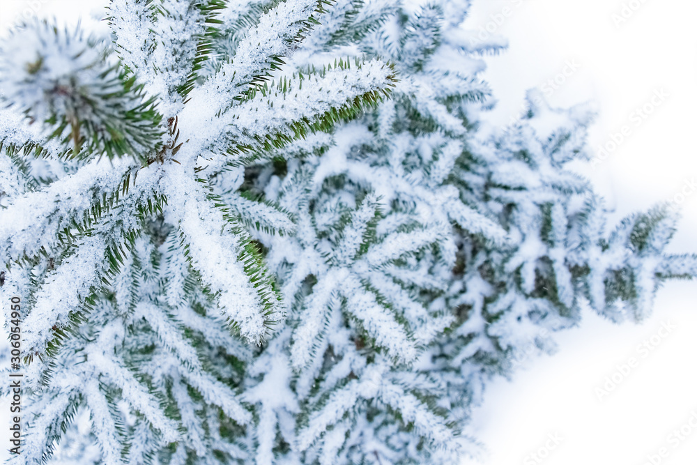 tree branch nature winter christmas new year