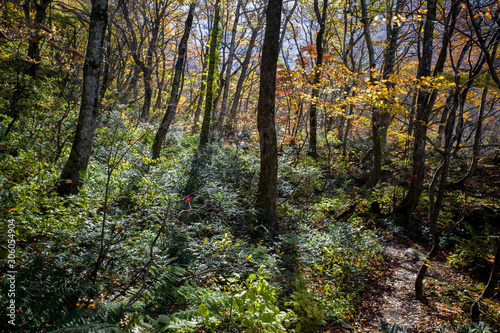 大山行者コースの秋（大山隠岐国立公園/鳥取県） © Nature Land