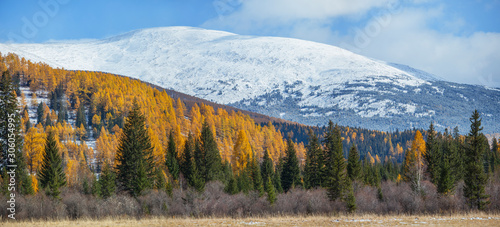 Panoramic autumn view, sunny day.  Nature of Siberia, wild place. Mountain taiga, snow-capped peaks. © Valerii