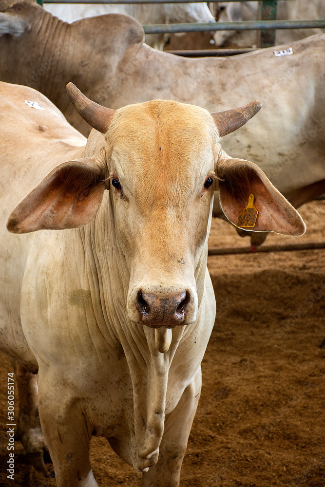Toro de Carne de Subasta Toro de Carne de Subasta
