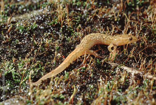 Ocoee Mountain Dusky Salamander (Desmognathus Ocoee)