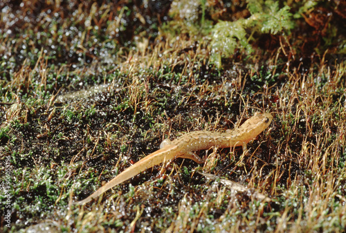 Ocoee Mountain Dusky Salamander  Desmognathus Ocoee 