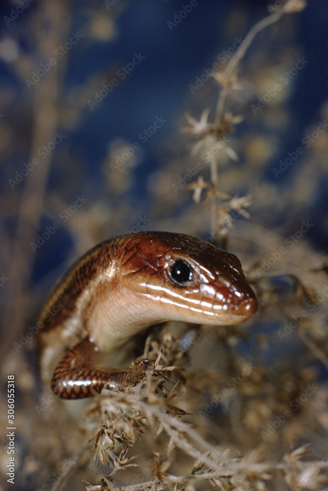 Southeastern Five-Lined Skink (Plestiodon Inexpectatus) Southeastern Five-Lined Skink (Plestiodon Inexpectatus)