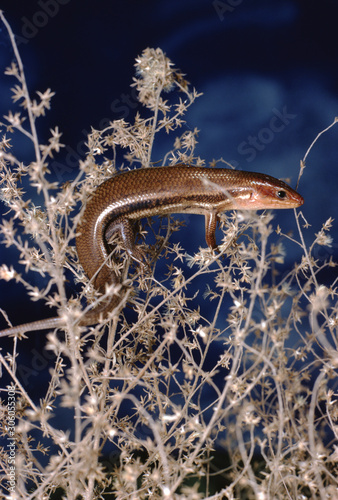 Southeastern Five-Lined Skink (Plestiodon Inexpectatus) photo