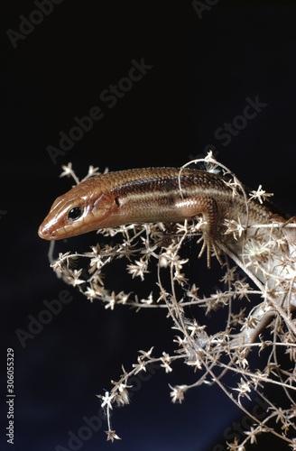 Southeastern Five-Lined Skink (Plestiodon Inexpectatus) photo