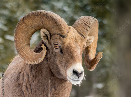 Foto Rocky Mountains Bighorn sheep
